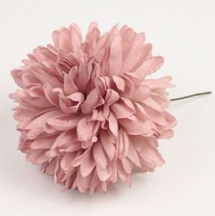 フランドル菊の花。淡いピンク。12cm